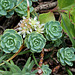 Rhodiola pachycladum