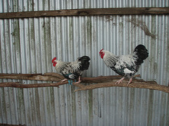 Light Sussex roosters