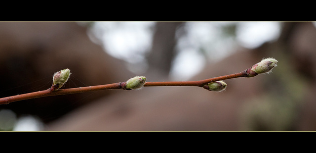 Budding Tree Branch (Explore #19!)