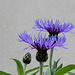 Centaurea montana - Cyanea montana