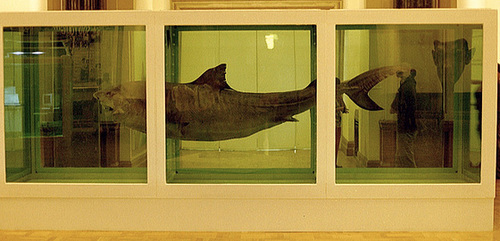 Damien Hirst: The Physical Impossibility of Death in the Mind of Someone Living