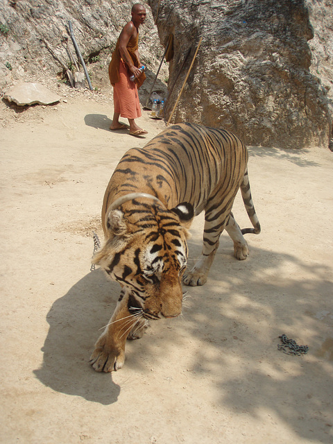 untethered tiger