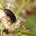 Ground Beetle Munchin