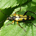 Longhorn Beetle