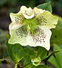 Freckled hellebore