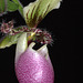 Paphiopedilum victoria-regina