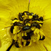 Beetles in a Buttercup