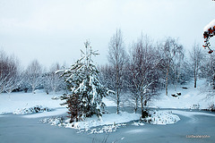Island Scots Pines and birches 5215380855 o
