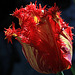 Fringed Tulip