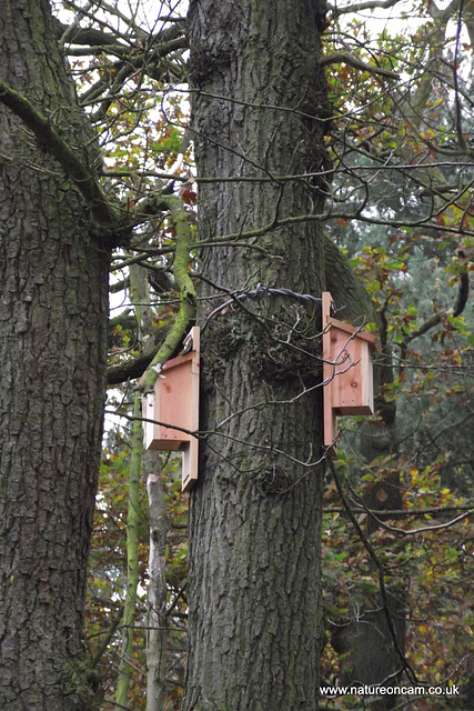 New nestboxes