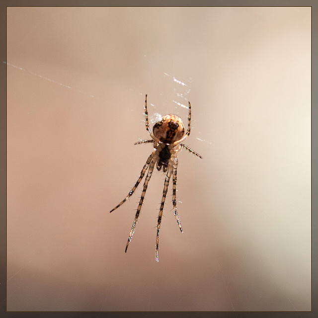 Tiny Orb Weaver