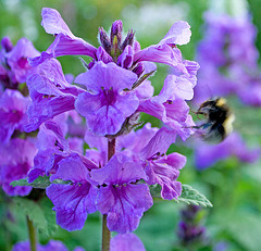 bee approaching salvia