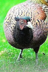 Fractalian Series - Cock Pheasant