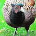 Fractalian Series - Cock Pheasant