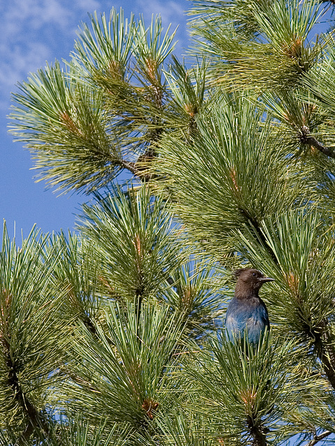 Bird in a Tree