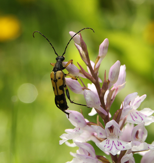 Longhorn Beetle