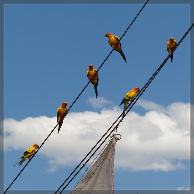 Rambunctious Sun Conures