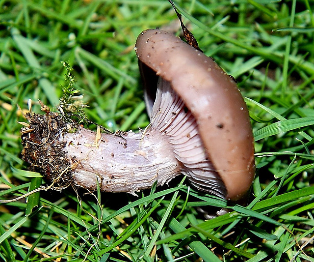 Wood Blewit, Lepista Nuda