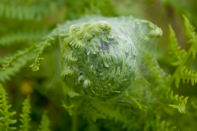 spider nursery