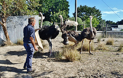 ostriches at the Thompsons