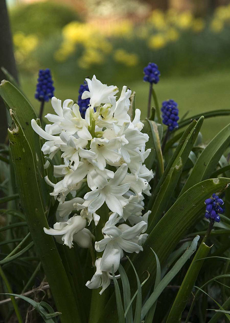 Spring in the garden