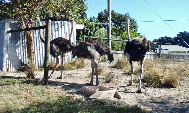ostriches at the Thompsons