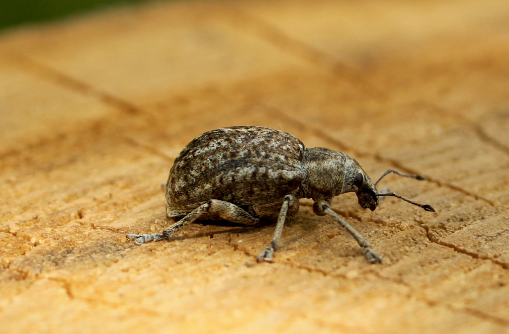Nice Weevil