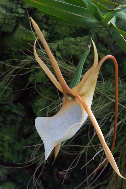 Angraecum viguieri