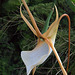 Angraecum viguieri