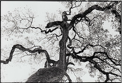 Curlycue Oak