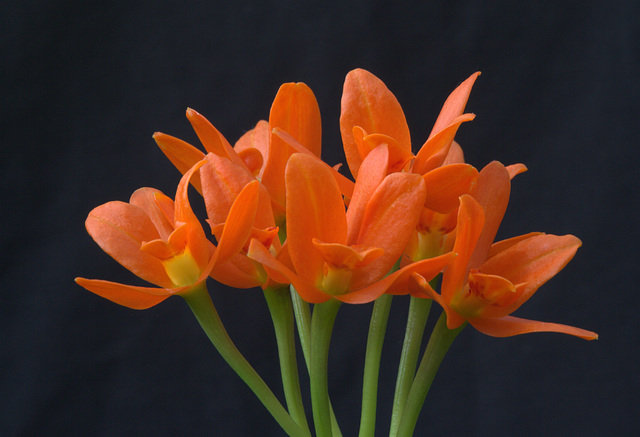 Cattleya aurantiaca 'Gold Country'