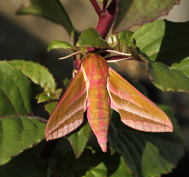 Elephant Hawk-moth