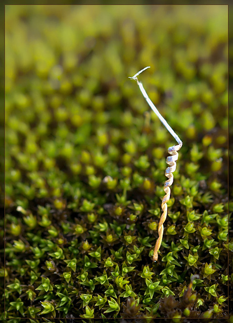 Redstem Storksbill Seed Atop A Bed of Moss