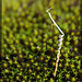 Redstem Storksbill Seed Atop A Bed of Moss