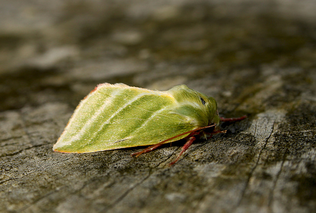 Green Silver-lines