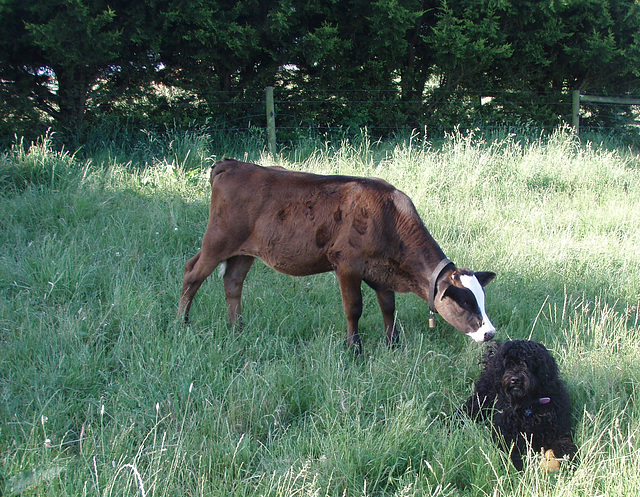 Porterhouse has a sniff of Fonz