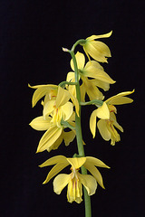 Calanthe sieboldii