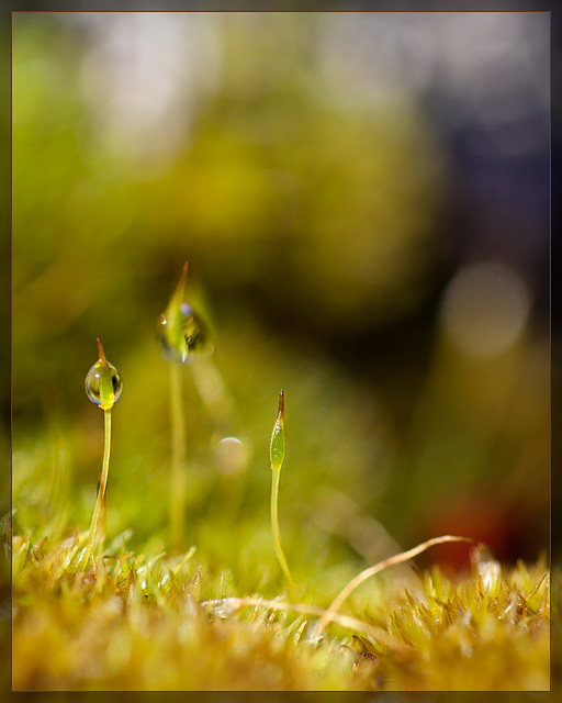 Droplet Incasing a Moss Sporophyte!