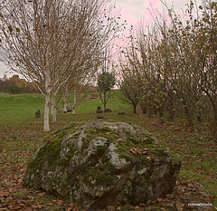 IMG 0913.CR2
