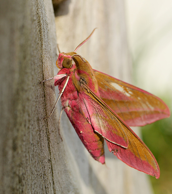 Elephant Hawk-moth