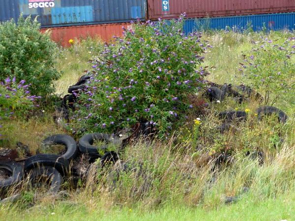 Tyres with buddlia