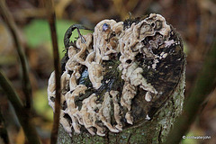 Fungi growing on a willow stump