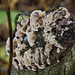 Fungi growing on a willow stump