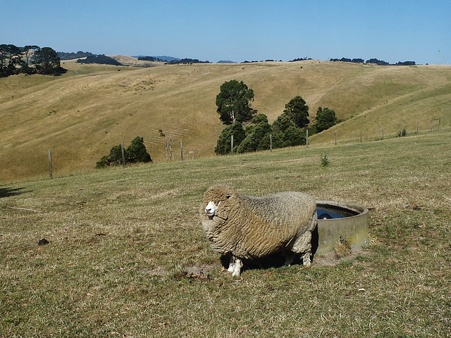 Jacinta the sheep