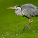 Grey Heron (Ardea cinerea)