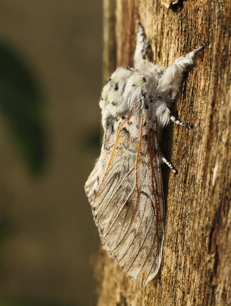 Puss Moth