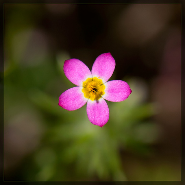 Pink Baby Star (2 more pix below!)