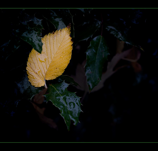 Droplet-Covered Leaf