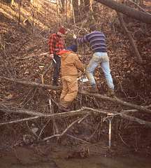 Tree Frogs at Work 1991