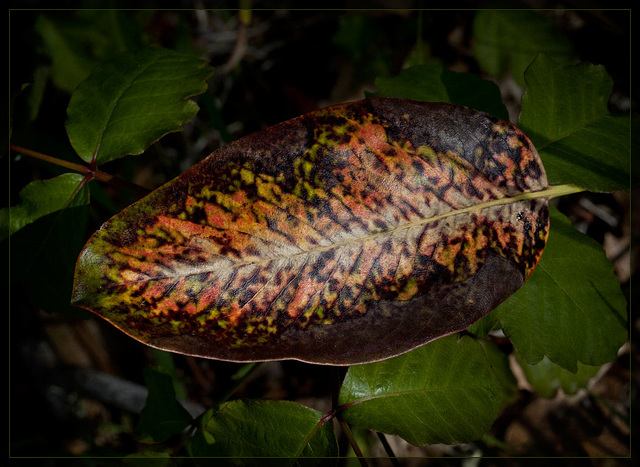 Stunning Madrone Leaf